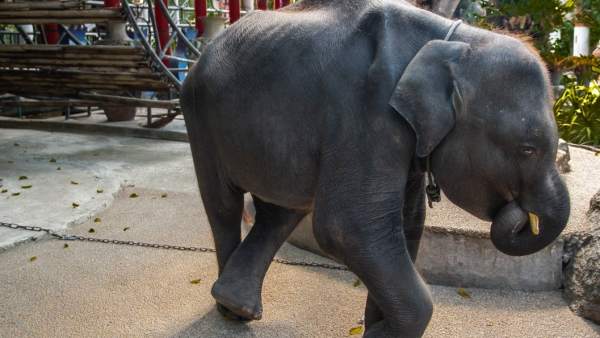 Dumbo Dumbo