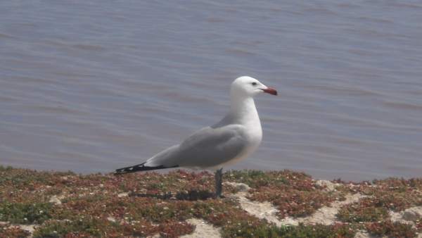 El Parque Regional de las Salinas de San Pedro alberga más de 1.200 parejas reproductoras de aves acuáticas El Parque Regional de las Salinas de San Pedro alberga más de 1.200 parejas reproductoras de aves acuáticas