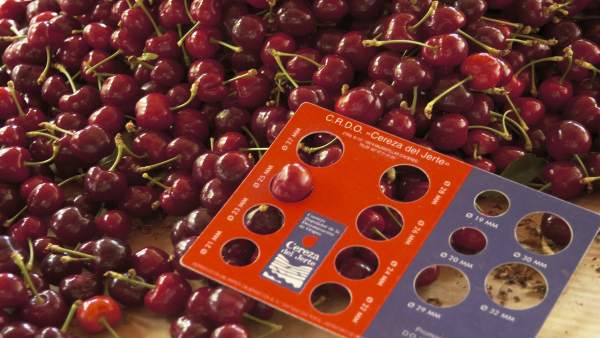 COMUNICADO: Salen al mercado las primeras cerezas certificadas del Jerte COMUNICADO: Salen al mercado las primeras cerezas certificadas del Jerte