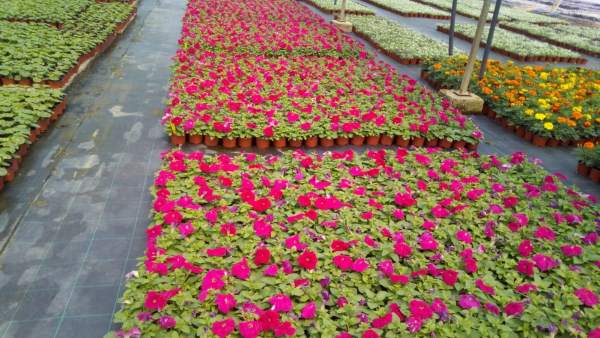 El vivero de la Diputación de Cáceres reparte unas 40.000 flores de temporada para embellecer los municipios El vivero de la Diputación de Cáceres reparte unas 40.000 flores de temporada para embellecer los municipios