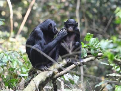 Bonobo