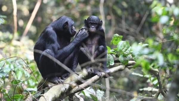 Bonobo Bonobo