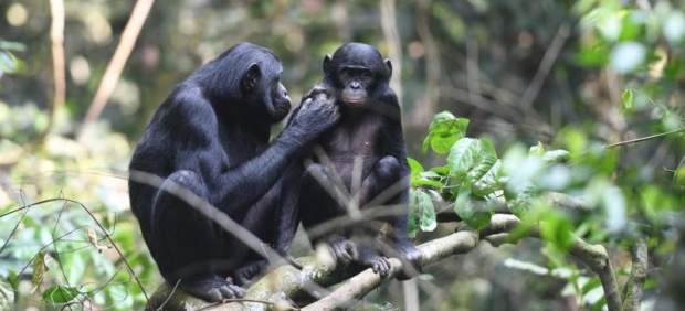 Bonobo