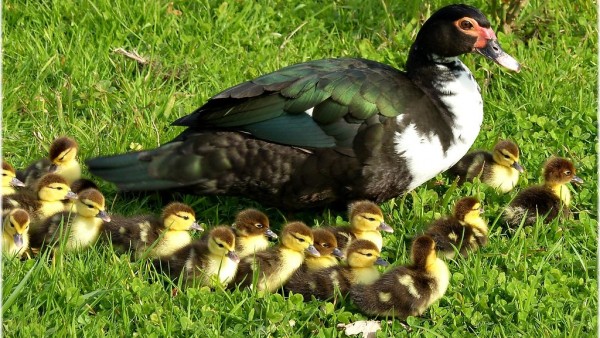 Mamá pato y sus patitos Mamá pato y sus patitos