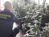 Detenido un matrimonio e intervenido medio centenar de plantas de marihuana en una casa en Ribadumia (Pontevedra)
