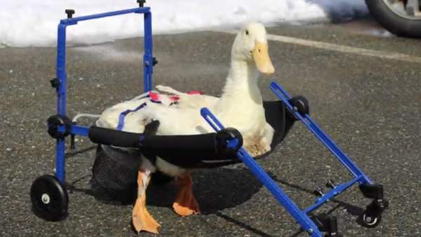 Pato Merlín Pato Merlín
