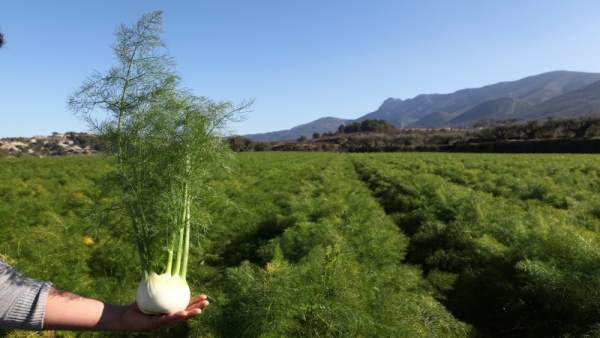 Agricultura destina más de 500.000€ a ayudas para proyectos de cooperación agraria dentro del Plan para el Desarrollo Agricultura destina más de 500.000€ a ayudas para proyectos de cooperación agraria dentro del Plan para el Desarrollo