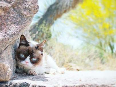 Grumpy Cat