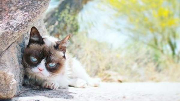 Grumpy Cat Grumpy Cat