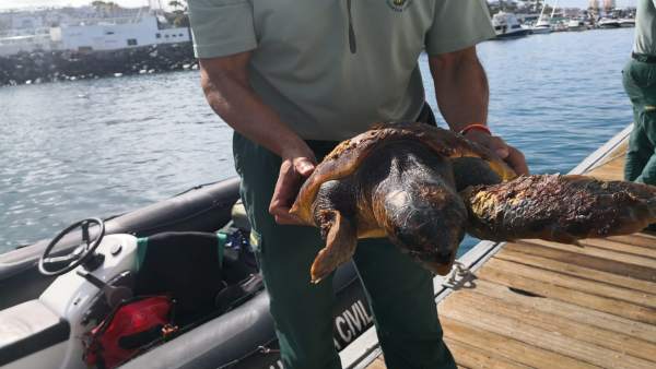 Sucesos.- Salvan una tortuga atrapada entre restos de basura en la Caleta de Adeje (Tenerife) Sucesos.- Salvan una tortuga atrapada entre restos de basura en la Caleta de Adeje (Tenerife)