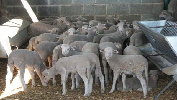 La Junta publica en el DOE la propuesta de resolución de ayuda a la mejora y modernización de explotaciones agrarias La Junta publica en el DOE la propuesta de resolución de ayuda a la mejora y modernización de explotaciones agrarias