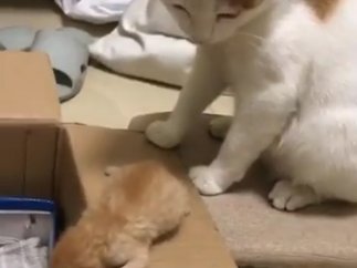 Gata a la espera