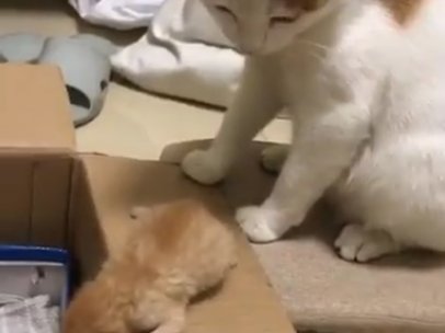 Gata a la espera