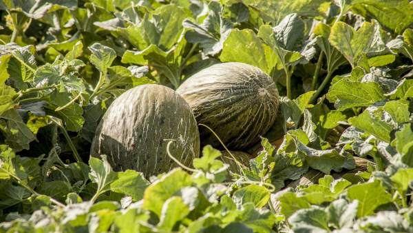Los productores de melón de la Región de Murcia arrancan la campaña 2019 'con mucho optimismo' Los productores de melón de la Región de Murcia arrancan la campaña 2019 'con mucho optimismo'