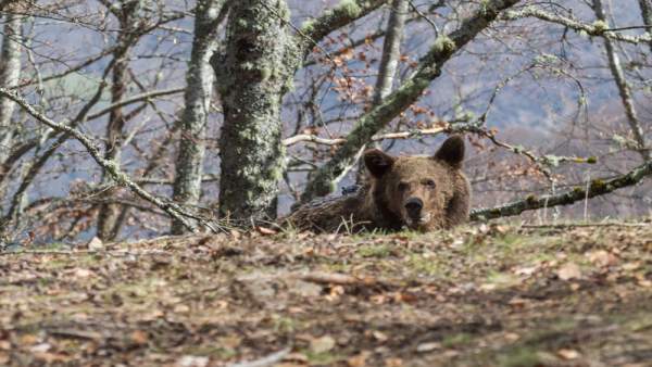 El oso Beato El oso Beato