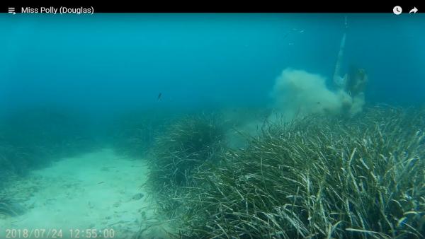 Una ancla arranca posidonia en Mallorca Una ancla arranca posidonia en Mallorca