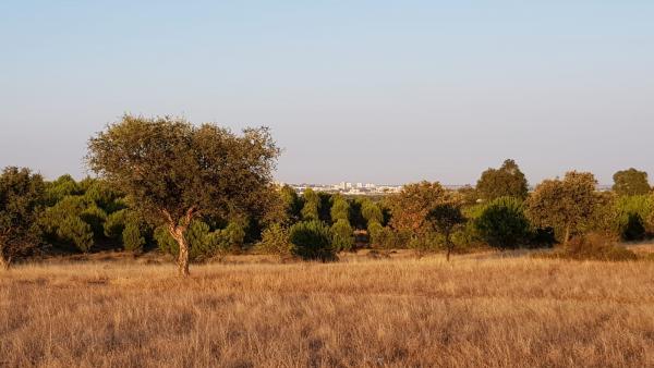 Huelva.- Ecologistas pide recuperar como monte público 60 hectáreas descatalogadas en 2009 para el proyecto del PCTH Huelva.- Ecologistas pide recuperar como monte público 60 hectáreas descatalogadas en 2009 para el proyecto del PCTH