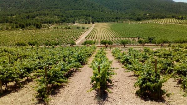 Viñedos de la bodega Lavia Viñedos de la bodega Lavia