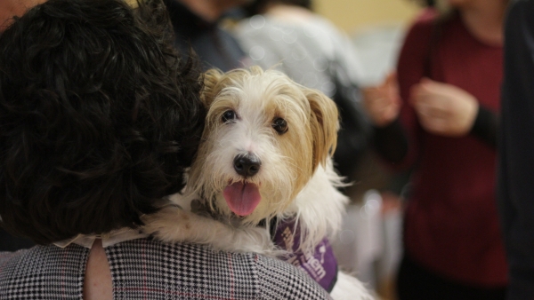 Perro de alerta médica Perro de alerta médica