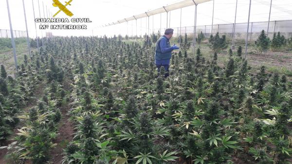 Sevilla.-Sucesos.- Localizadas en Marchena casi 3.000 plantas de marihuana Sevilla.-Sucesos.- Localizadas en Marchena casi 3.000 plantas de marihuana