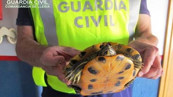 La Guardia Civil recupera una tortuga de Florida en Almacelles (Lleida) La Guardia Civil recupera una tortuga de Florida en Almacelles (Lleida)