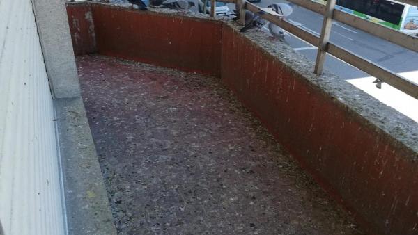 Intervienen en una vivienda de Vigo cuya dueña generó un problema de salud pública al alimentar palomas desde su balcón Intervienen en una vivienda de Vigo cuya dueña generó un problema de salud pública al alimentar palomas desde su balcón