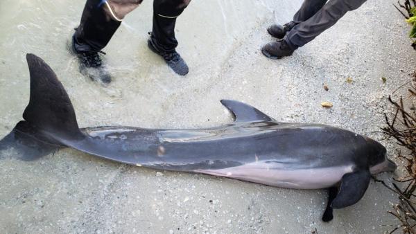 Delfín varado en Florida Delfín varado en Florida
