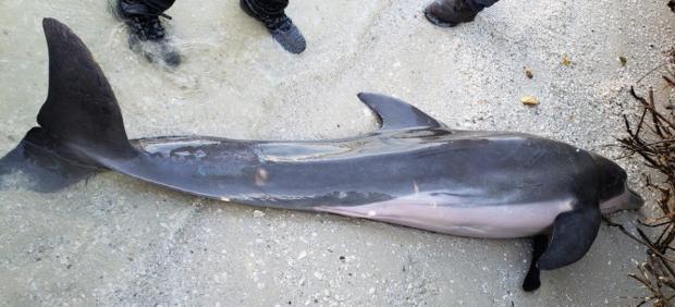 Delfín varado en Florida