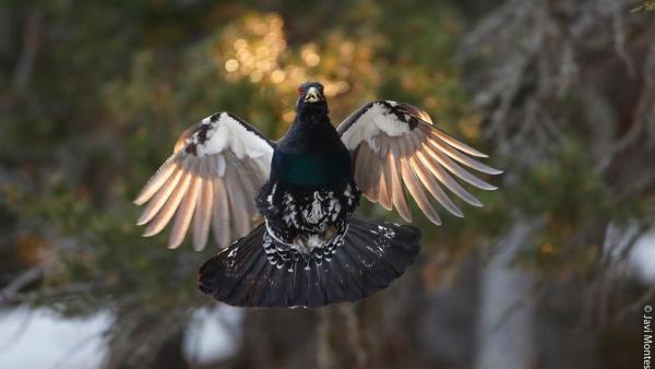 Capturan ejemplares de urogallo del Pirineu para evitar su extinción Capturan ejemplares de urogallo del Pirineu para evitar su extinción