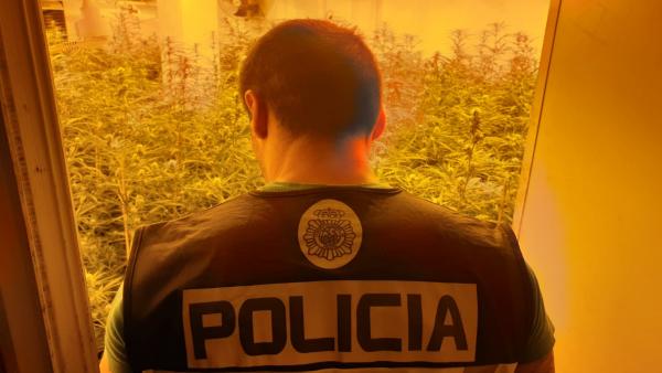 LA POLICÍA NACIONAL DESMANTELA EN FINESTRAT UNA PLANTACIÓN INDOOR DE MARIHUANA Y DETIENE A UNO DE SUS RESPONSABLES LA POLICÍA NACIONAL DESMANTELA EN FINESTRAT UNA PLANTACIÓN INDOOR DE MARIHUANA Y DETIENE A UNO DE SUS RESPONSABLES