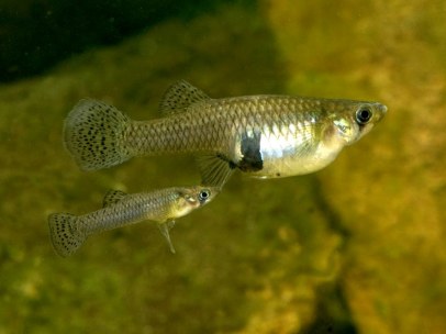 Gambusia holbrooki