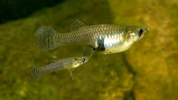 Gambusia holbrooki Gambusia holbrooki