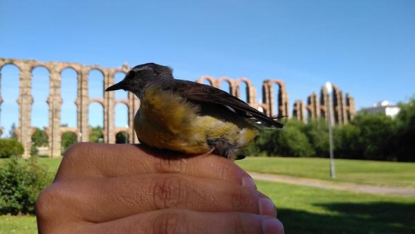 Adenex anilla 62 aves de 14 especies diferentes dentro de las activiades del Mes de las Aves en Mérida Adenex anilla 62 aves de 14 especies diferentes dentro de las activiades del Mes de las Aves en Mérida
