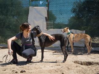 Una voluntaria de ACUNR tranquiliza a un grupo de galgos recién llegados a la protectora.