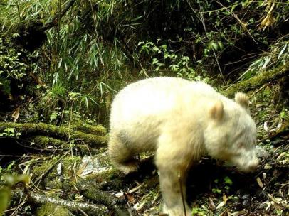 Panda albino