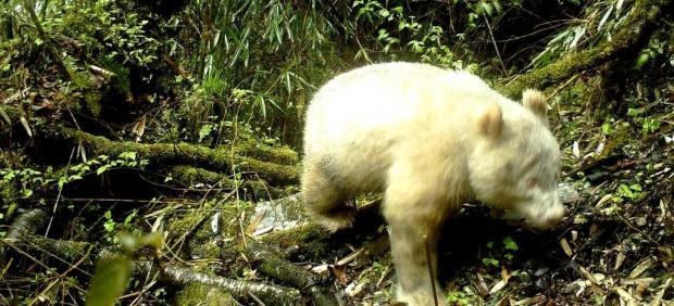 Panda albino
