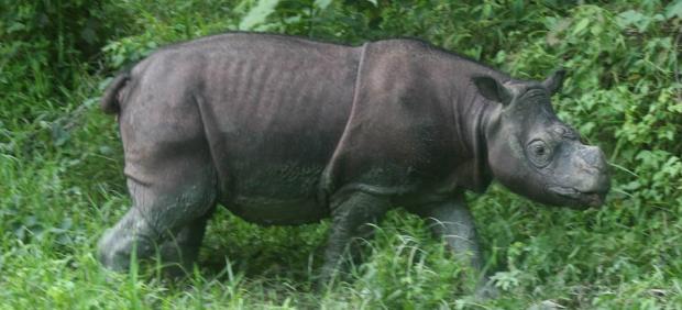 Rinoceronte de Sumatra