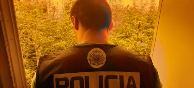 Alicante.- Sucesos.- La Policía desmantela un cultivo de marihuana y sus responsables golpean a agentes en la detención