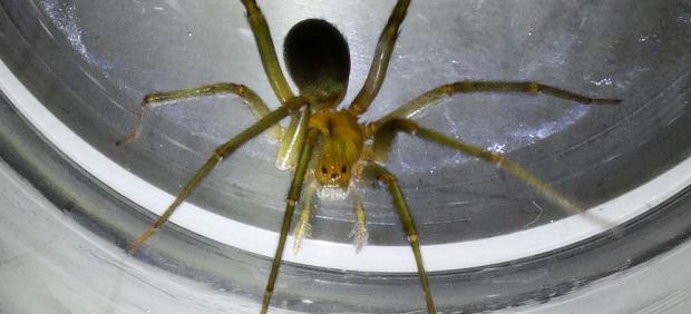 Araña violinista