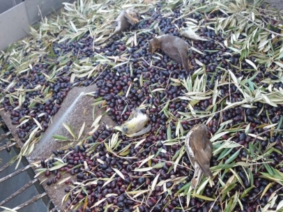 Recogida de aceituna