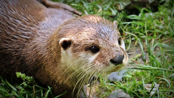 Nutria Nutria