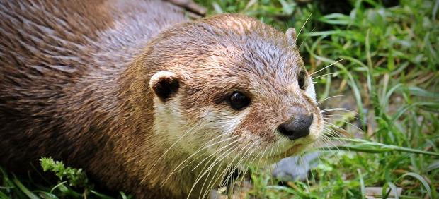 Nutria