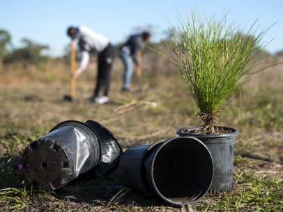 Voluntarios plantando árboles