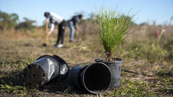Voluntarios plantando árboles Voluntarios plantando árboles
