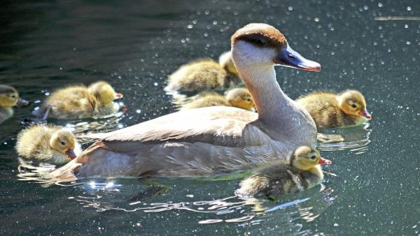 Una nidada de cigüeñas de abdim, pollitos de 'pato colorado' y un blesbok entre las nuevas crías nacidas estos días. Una nidada de cigüeñas de abdim, pollitos de 'pato colorado' y un blesbok entre las nuevas crías nacidas estos días.