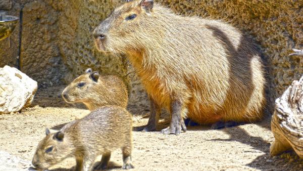 Alicante.- Nacen dos capibaras en Terra Natura Benidorm de la pareja que llegó de Múnich en 2015 Alicante.- Nacen dos capibaras en Terra Natura Benidorm de la pareja que llegó de Múnich en 2015