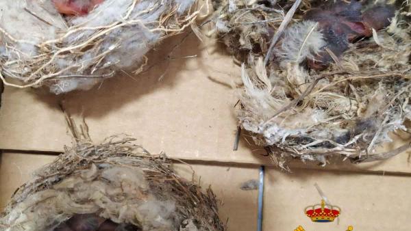 Almería.-Sucesos.-Investigadas cuatro personas en Tabernas por capturar crías de aves y huevos sin eclosionar Almería.-Sucesos.-Investigadas cuatro personas en Tabernas por capturar crías de aves y huevos sin eclosionar