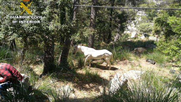 La Guardia Civil localiza un caballo que se hallaba atrapado en el torrent des Horts La Guardia Civil localiza un caballo que se hallaba atrapado en el torrent des Horts