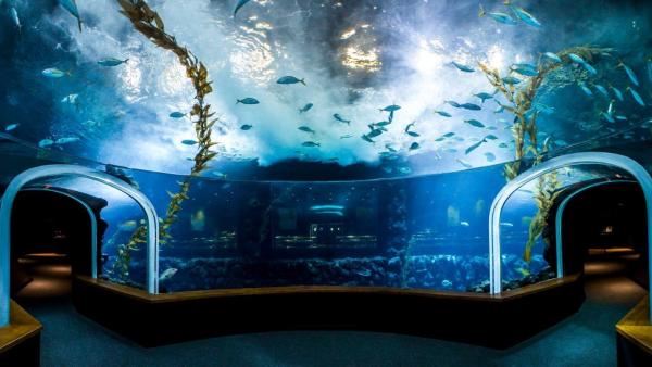 El acuario Poema del Mar de Las Palmas de Gran Canaria obtiene el Certificado de Excelencia de TripAdvisor El acuario Poema del Mar de Las Palmas de Gran Canaria obtiene el Certificado de Excelencia de TripAdvisor