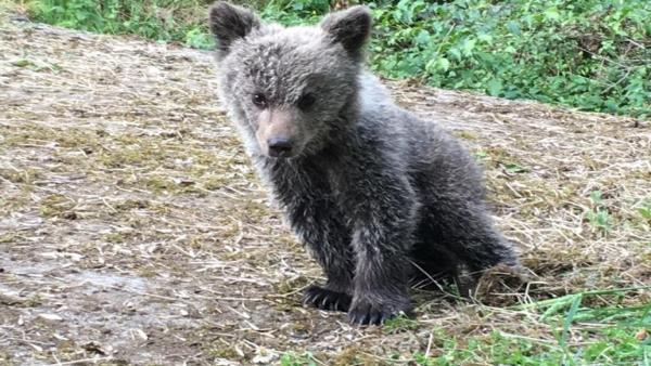 Localizada una cría de oso pardo en buen estado en el municipio asturiano de Santo Adriano Localizada una cría de oso pardo en buen estado en el municipio asturiano de Santo Adriano